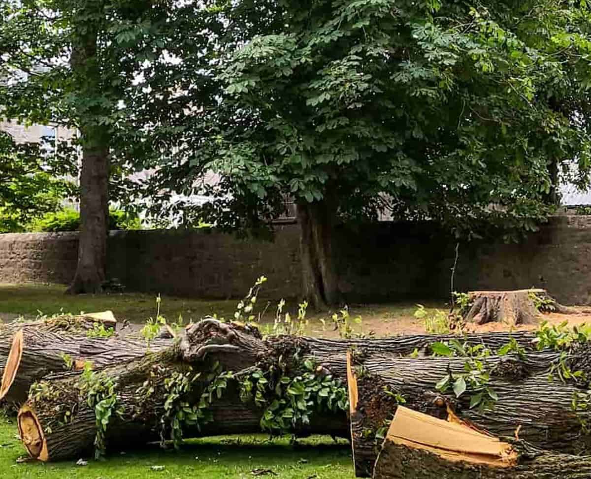 Tree Removal