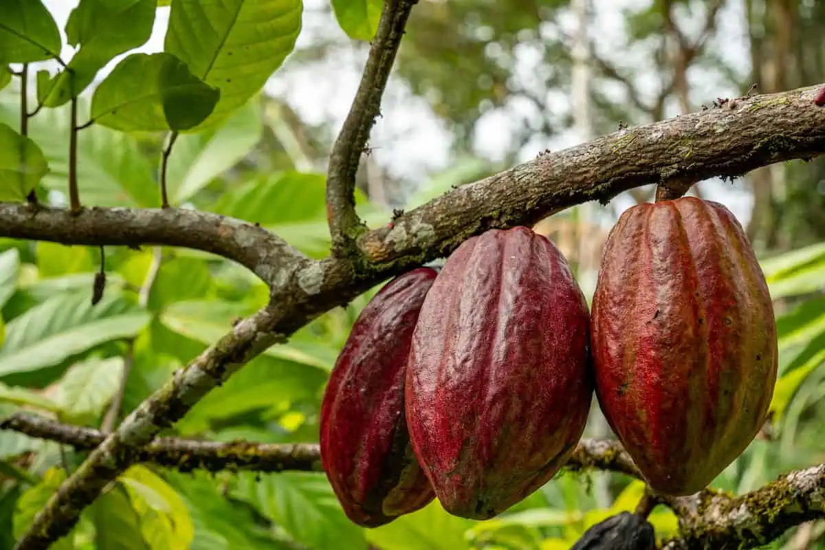 The Cocoa Supply Chains Can Improve With the Help of EUDR’s Directives!