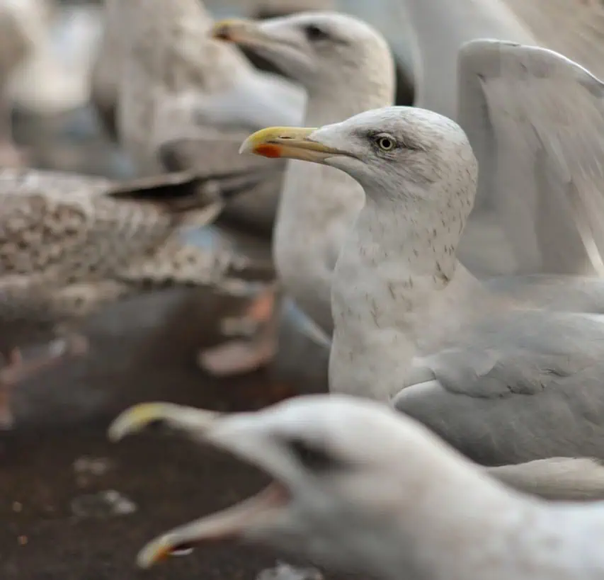 Uncontrolled Bird Populations