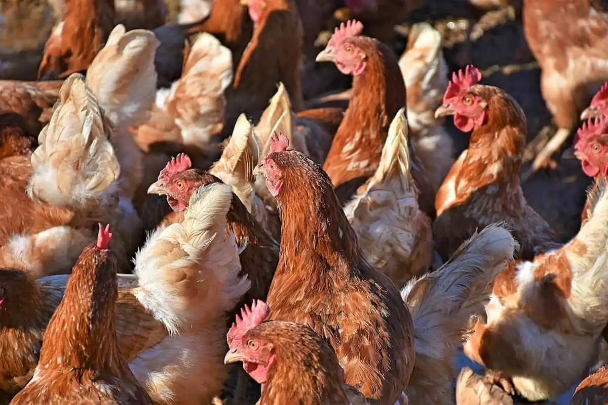 Chicken Growth Life Cycle