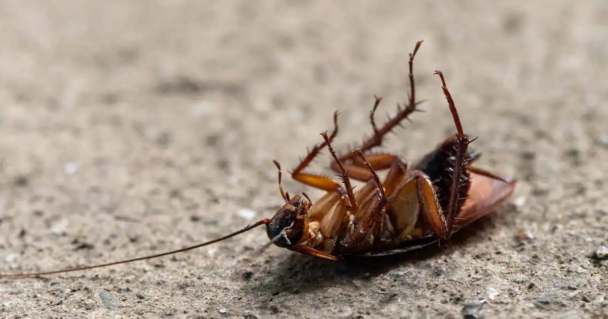 Pest Control in Distribution Warehouses: Effective Strategies for Maintaining Hygiene and Safety!