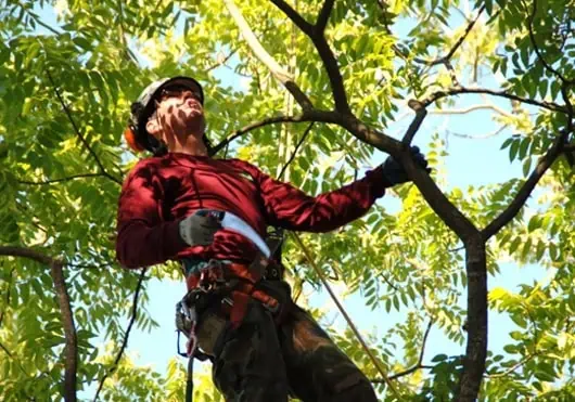 Tree Care