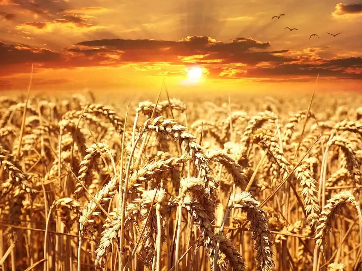Agricultural Inflation